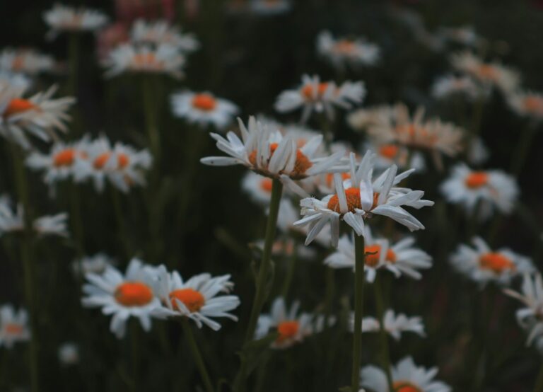 a bunch of white and orange flowers in a field